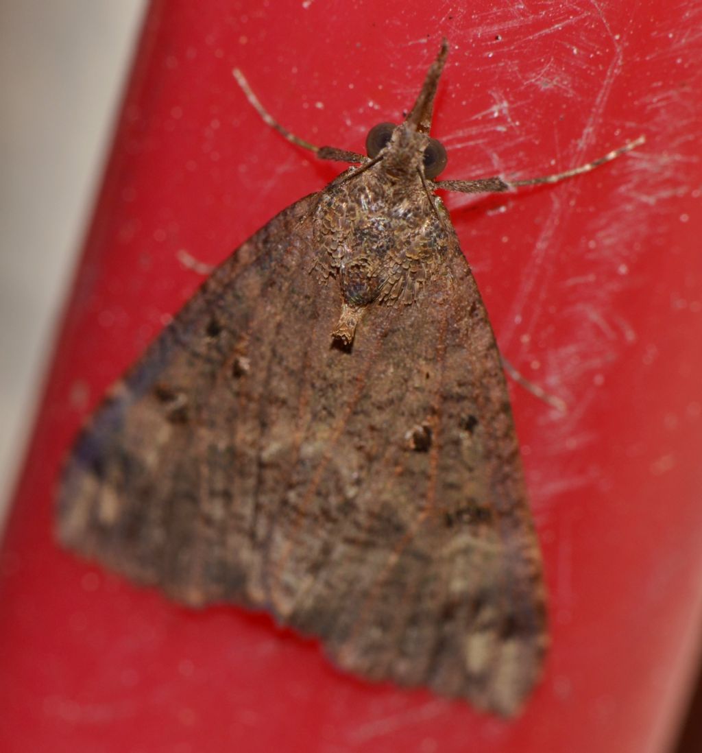 Falena da identificare (100) - Hypena obsitalis